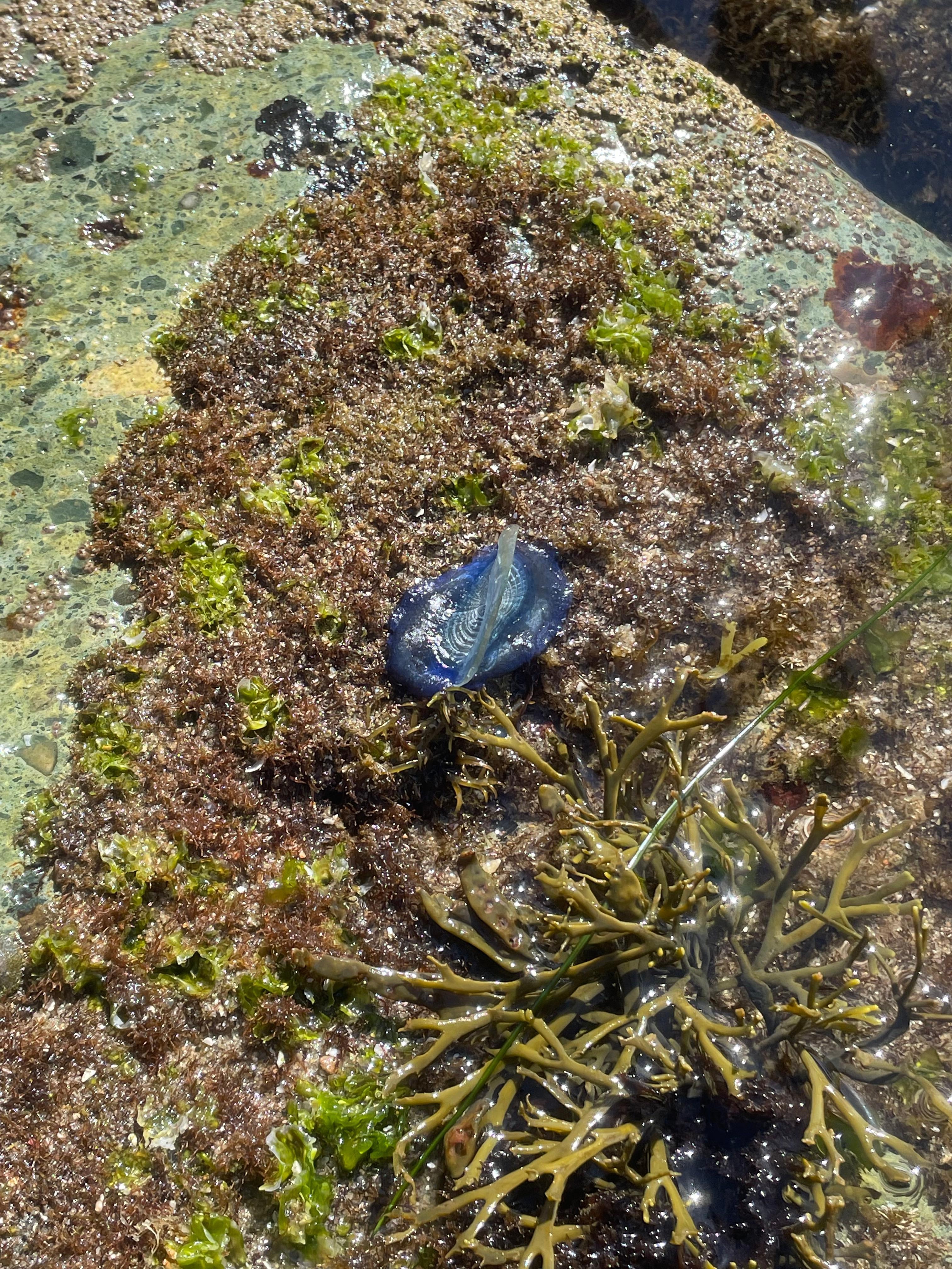 Interesting creatures to see at the tide pools.