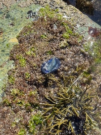 Interesting creatures to see at the tide pools.