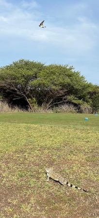 Wildlife on the golf course