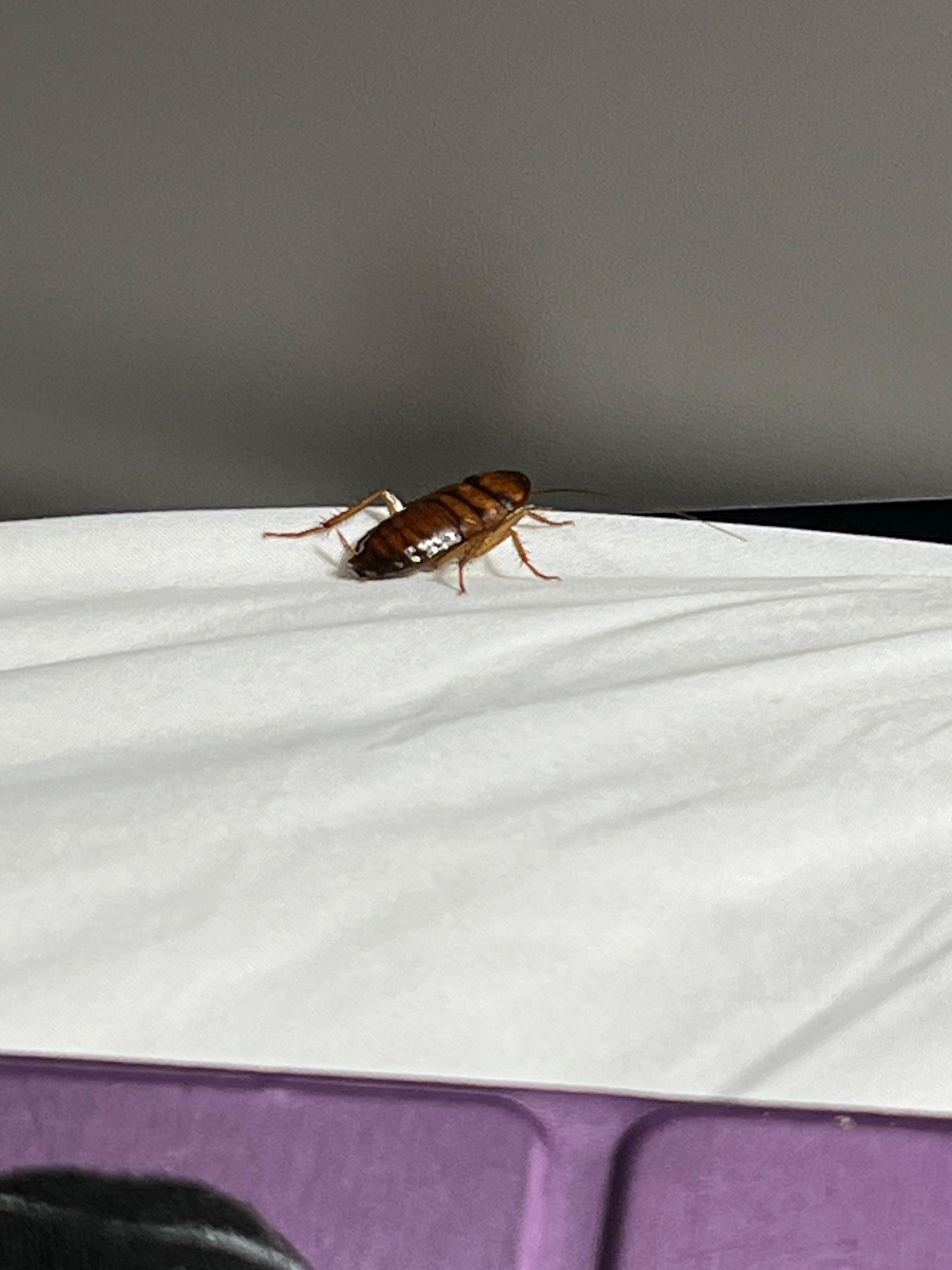 ROACH, where there is one there are others. 