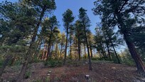 Lovely tall trees are all around.