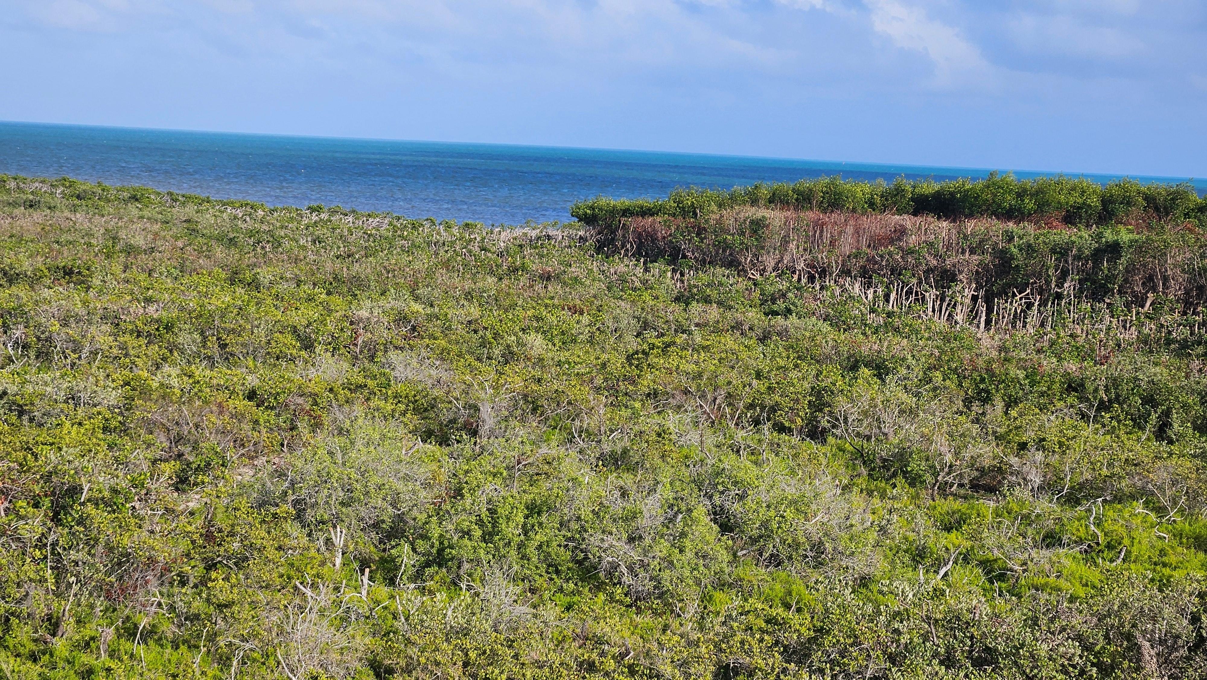 The view of the ocean across the mangroves.