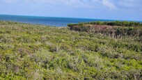 The view of the ocean across the mangroves.