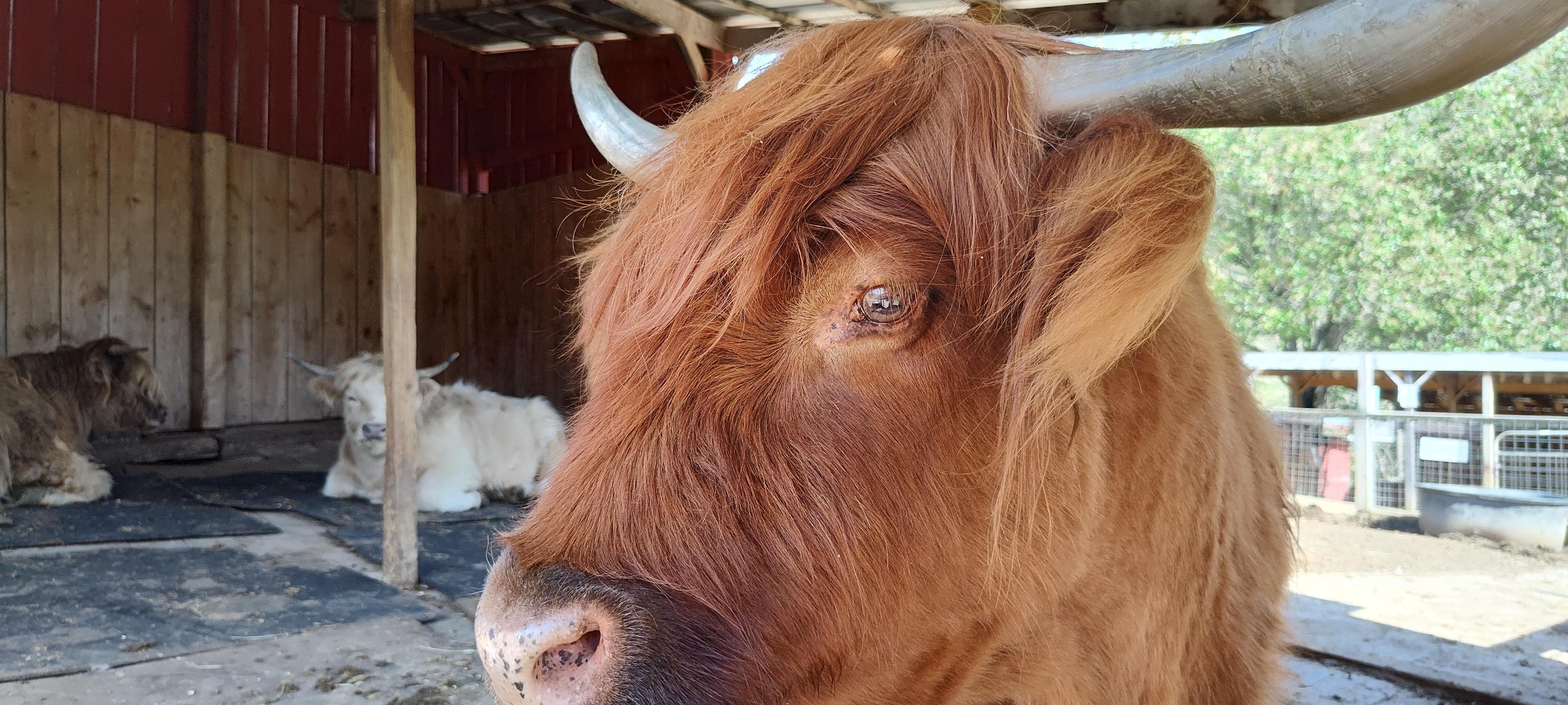 Sevierville Exotic Animal Farm