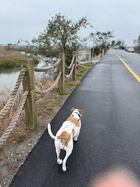 Pitt Street Bridge walk