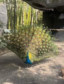 Wondergardens
Walkable from property