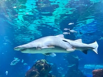 Sandbar Shark 🦈 L’Aquarium Barcelona Spain