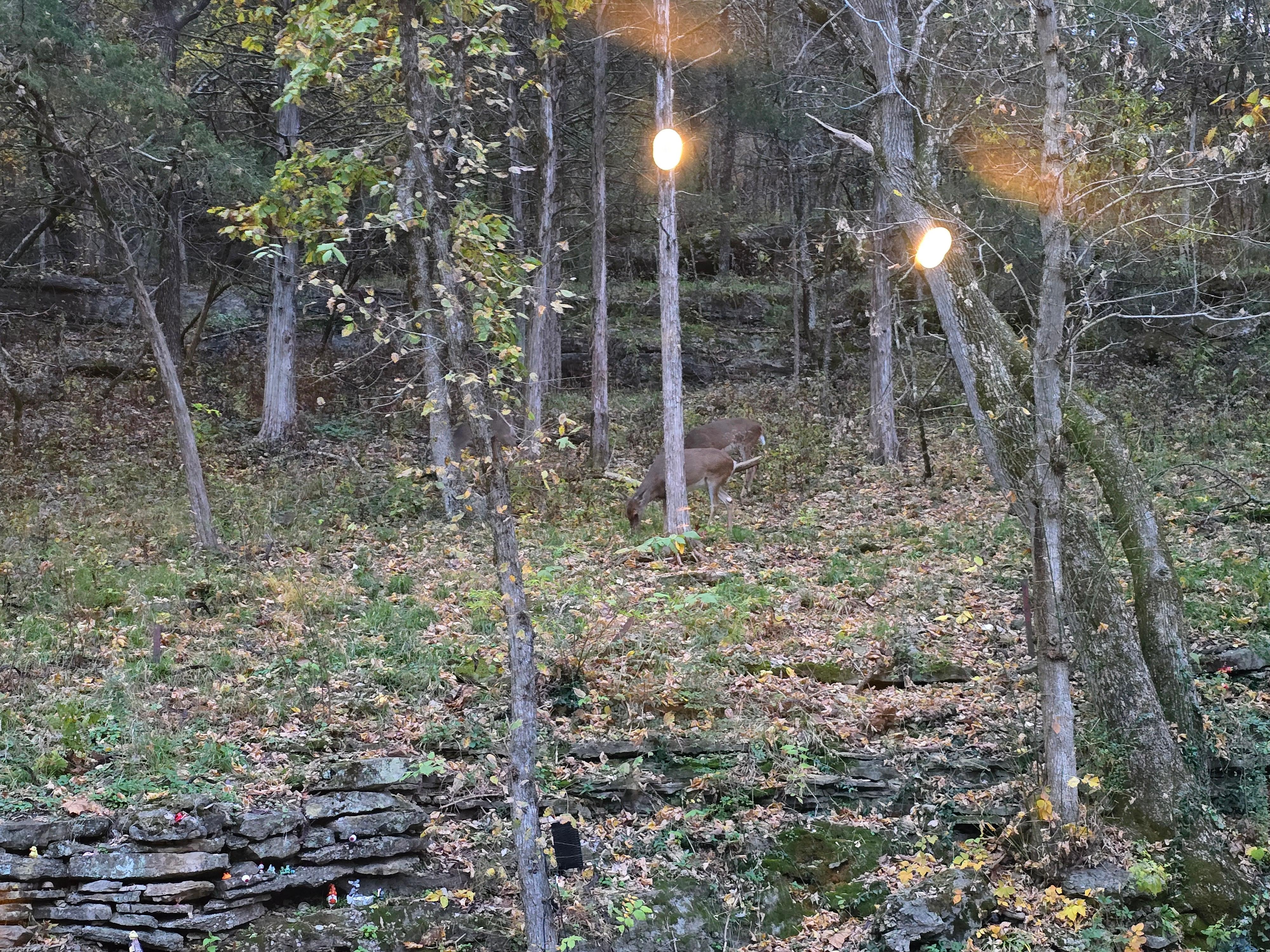 Deer on the back property line the morning we were leaving.