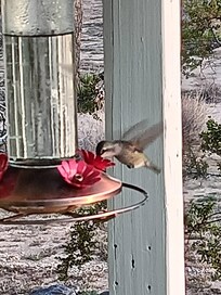 Hummingbird resident