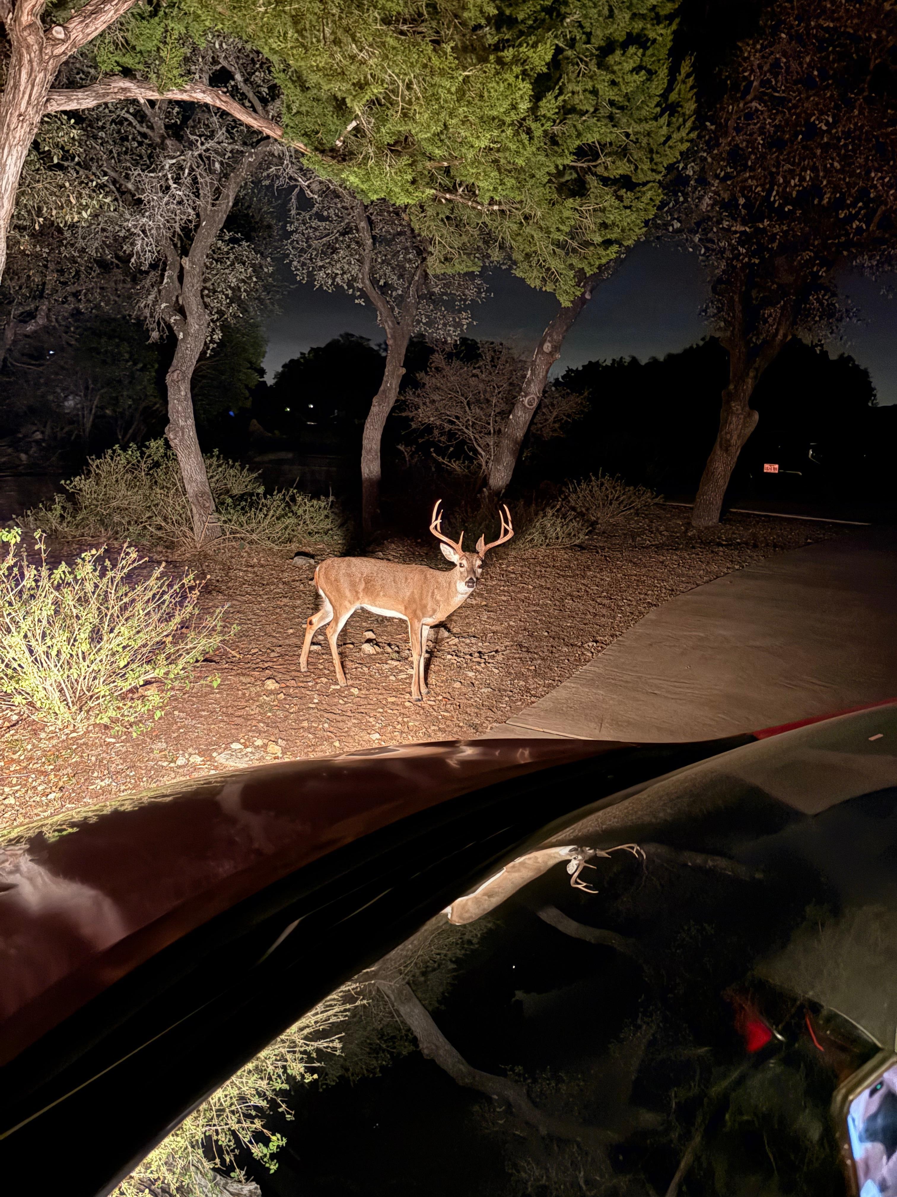 Deer would walk right up to us. 