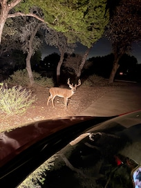 Deer would walk right up to us.