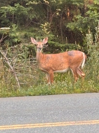 This beautiful baby visited us on this first day we were there