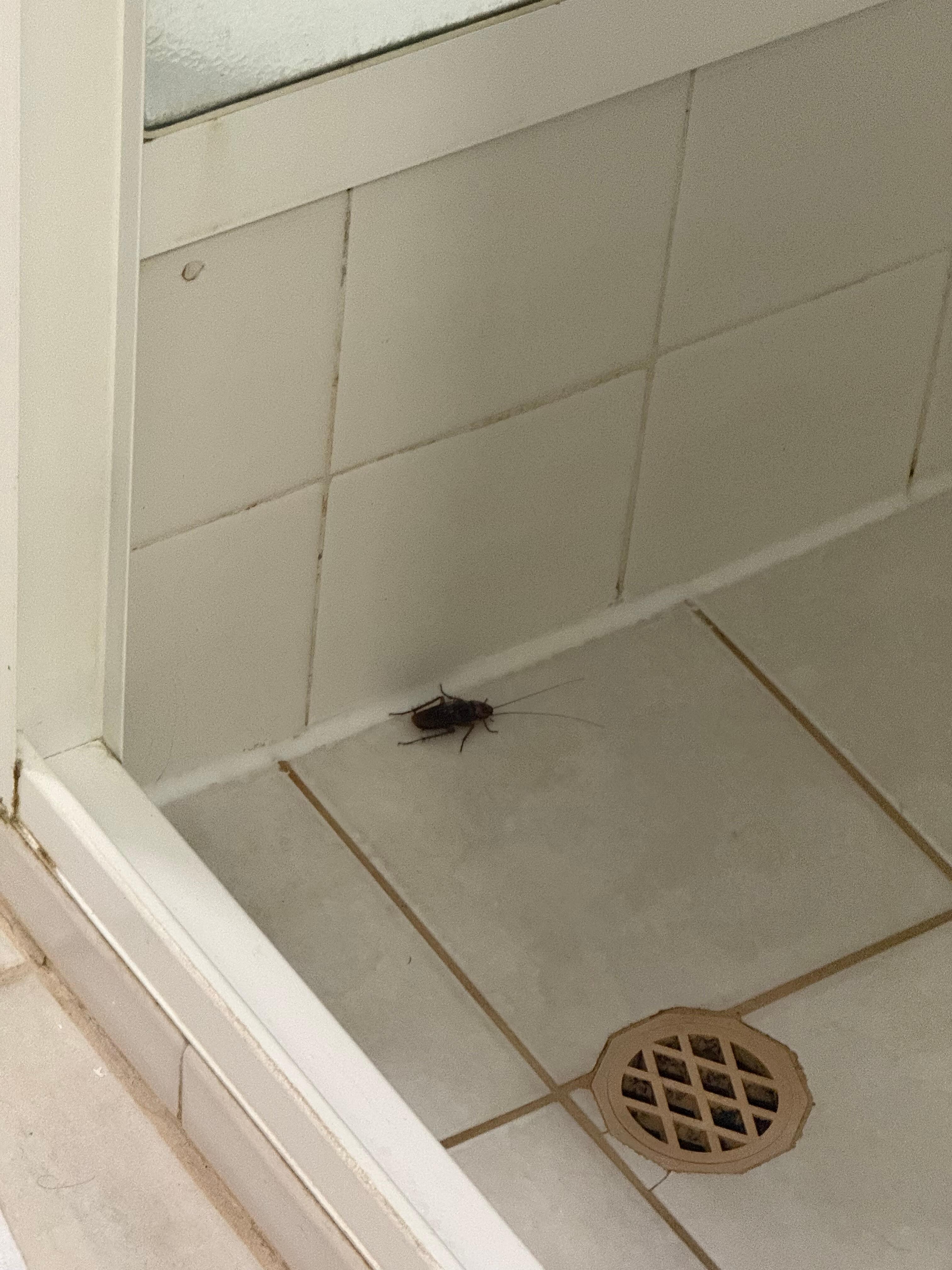 Roach in shower
