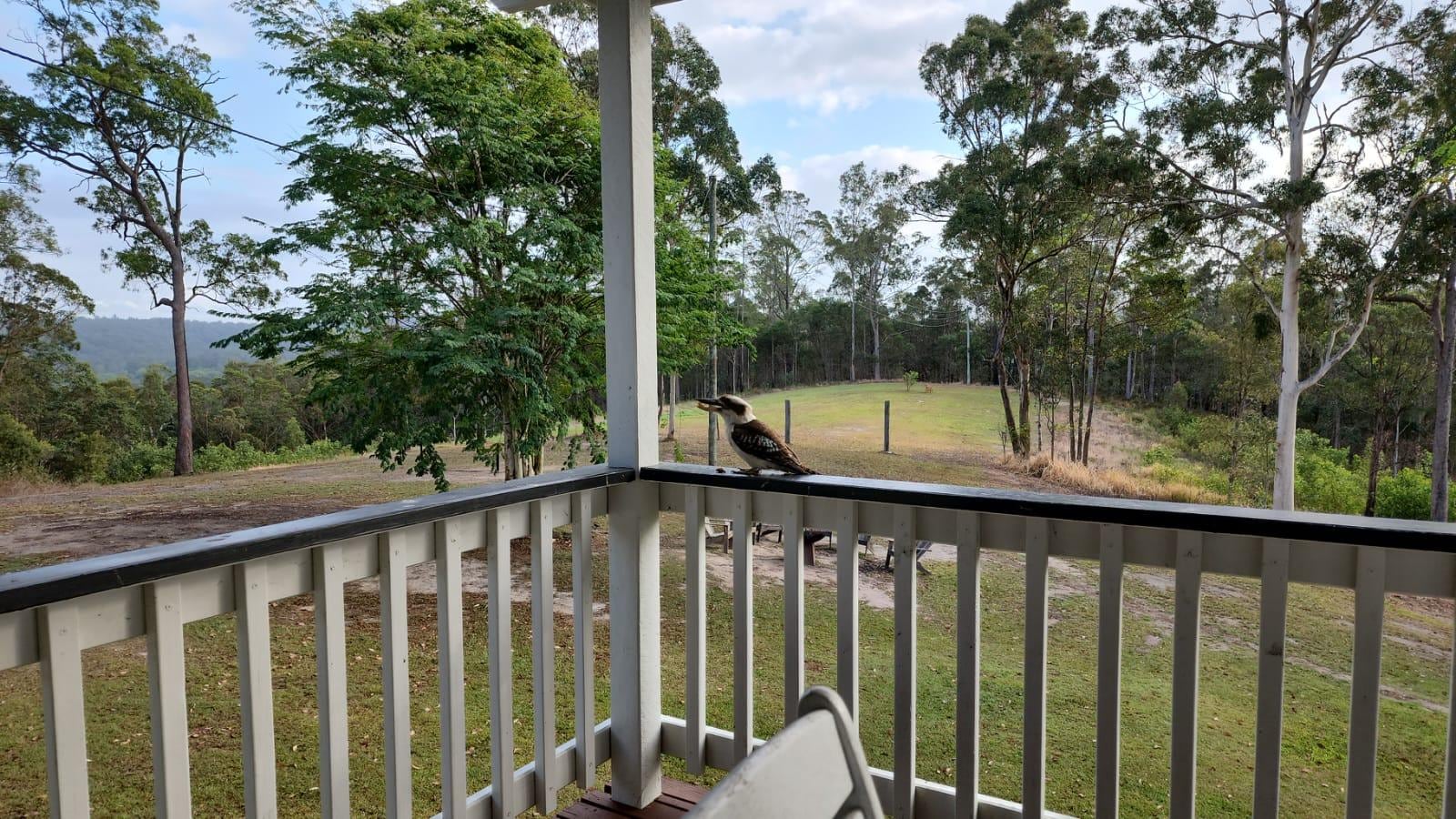 Cheeky kookaburra next to us on the deck