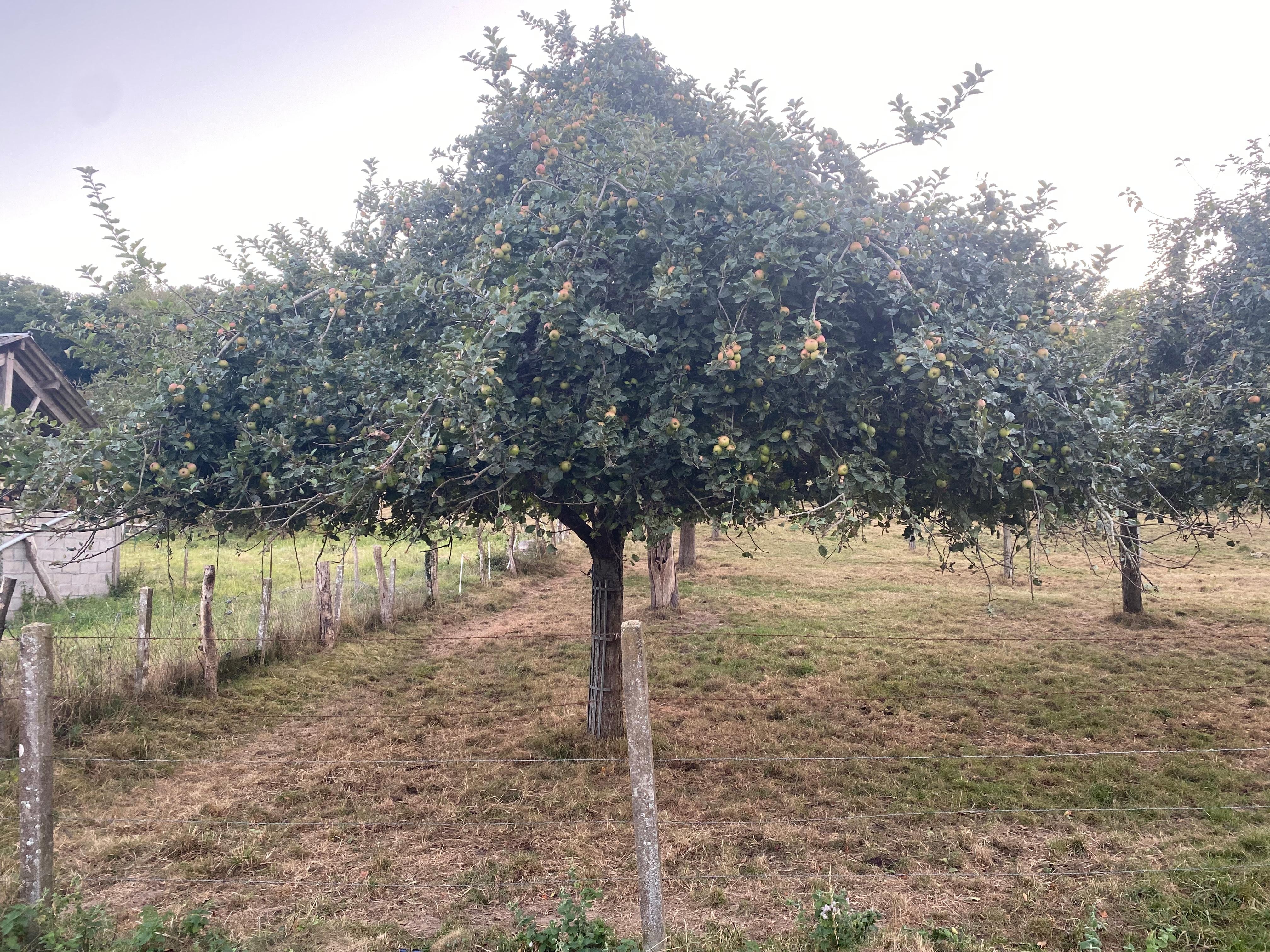 Apple Tree next door
