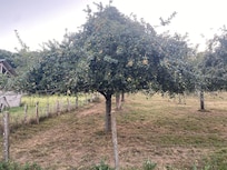 Apple Tree next door