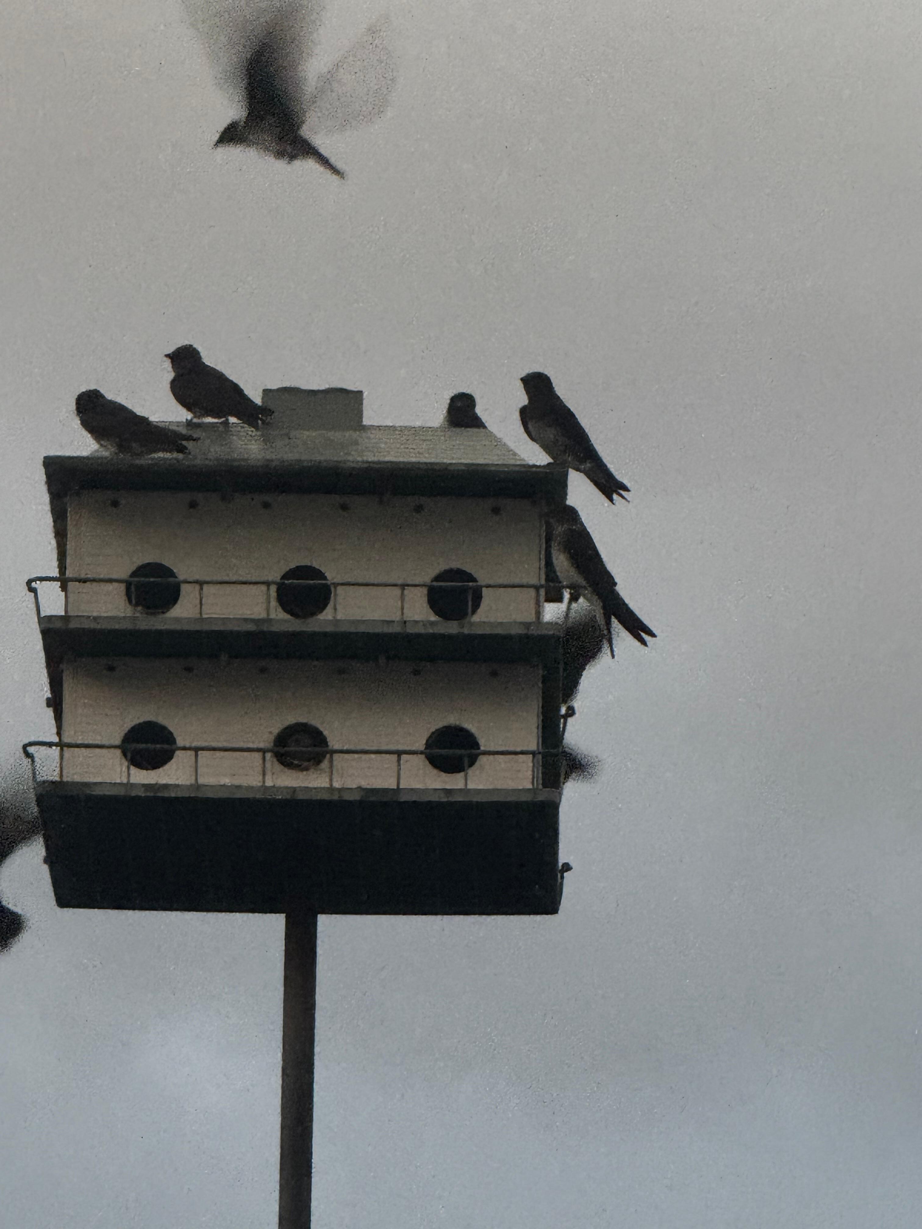 The birds give a relaxing vibe. 