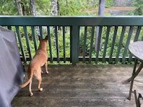 Xena taking in the fresh clean air.