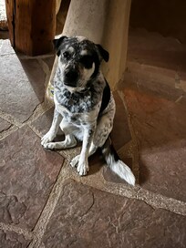 Ruby the best greeter