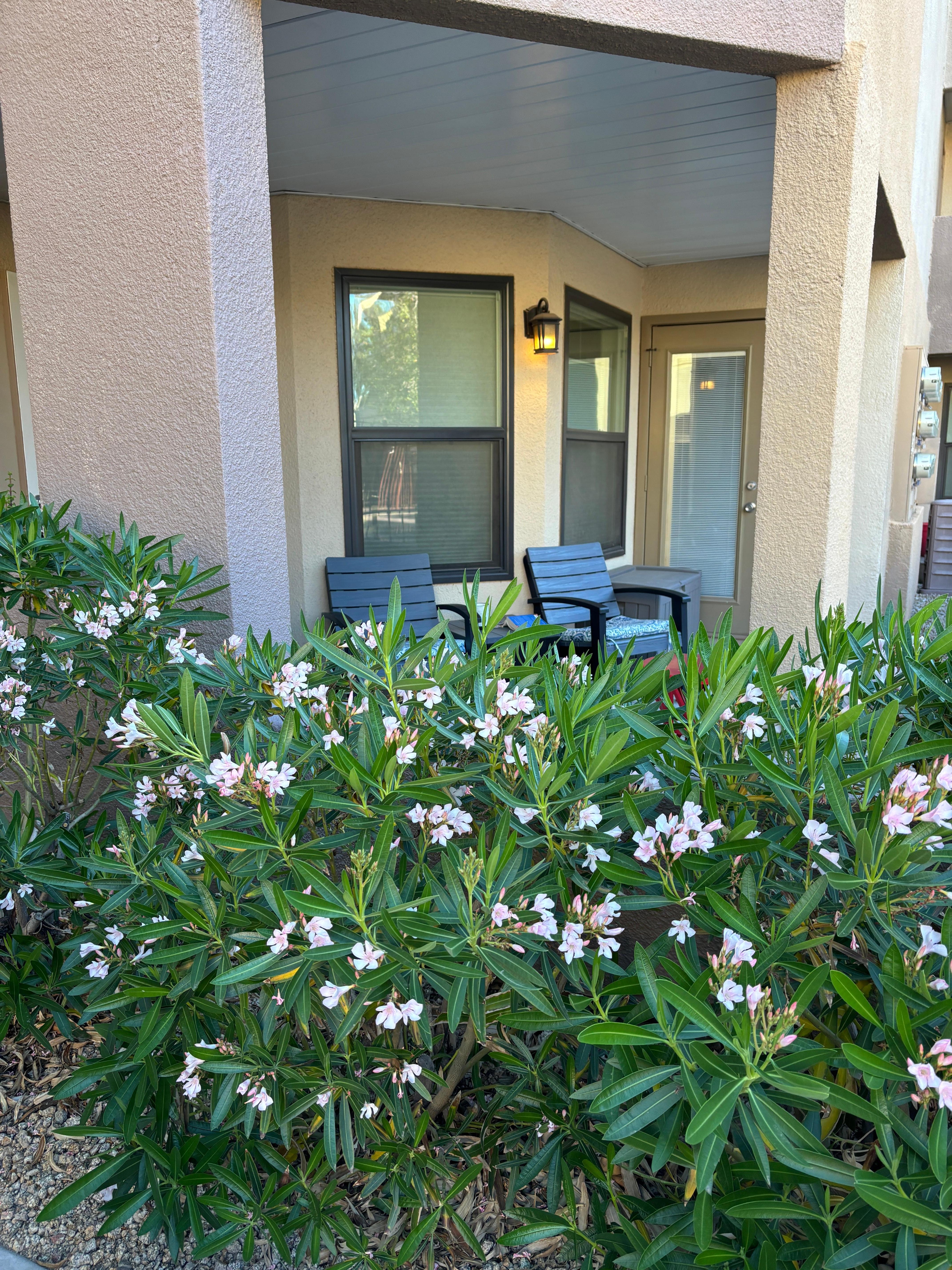 Outside the patio 