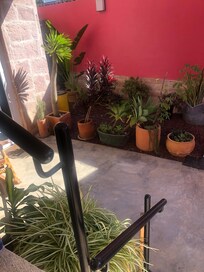 Sooooo much greenery in the home and on the patios