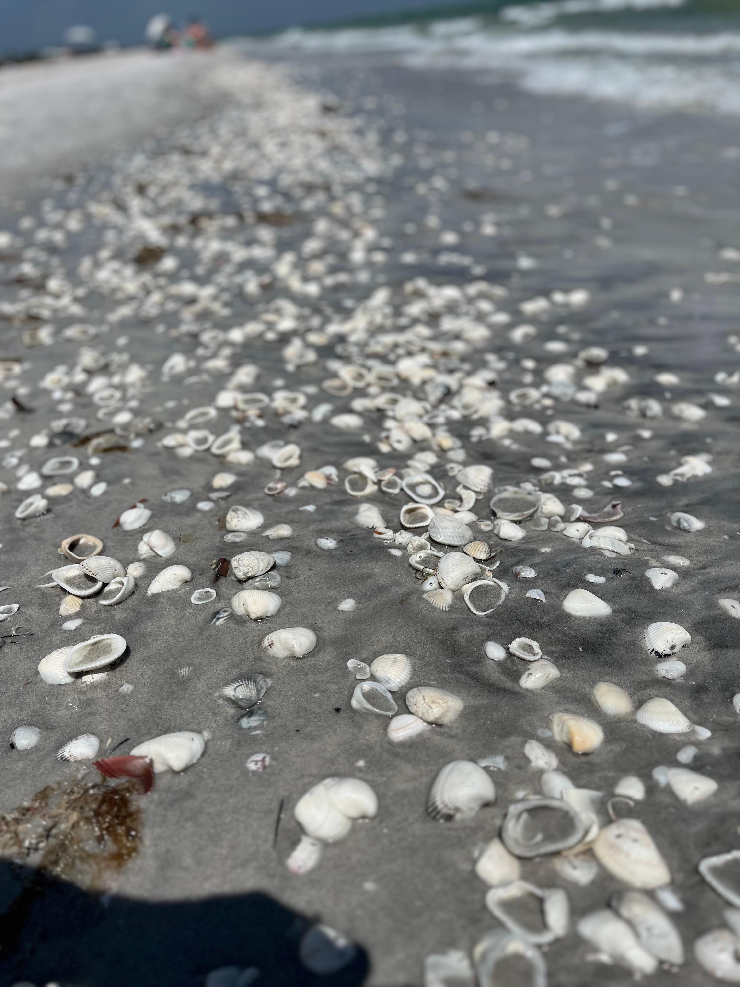 Shells
