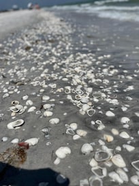 Shells