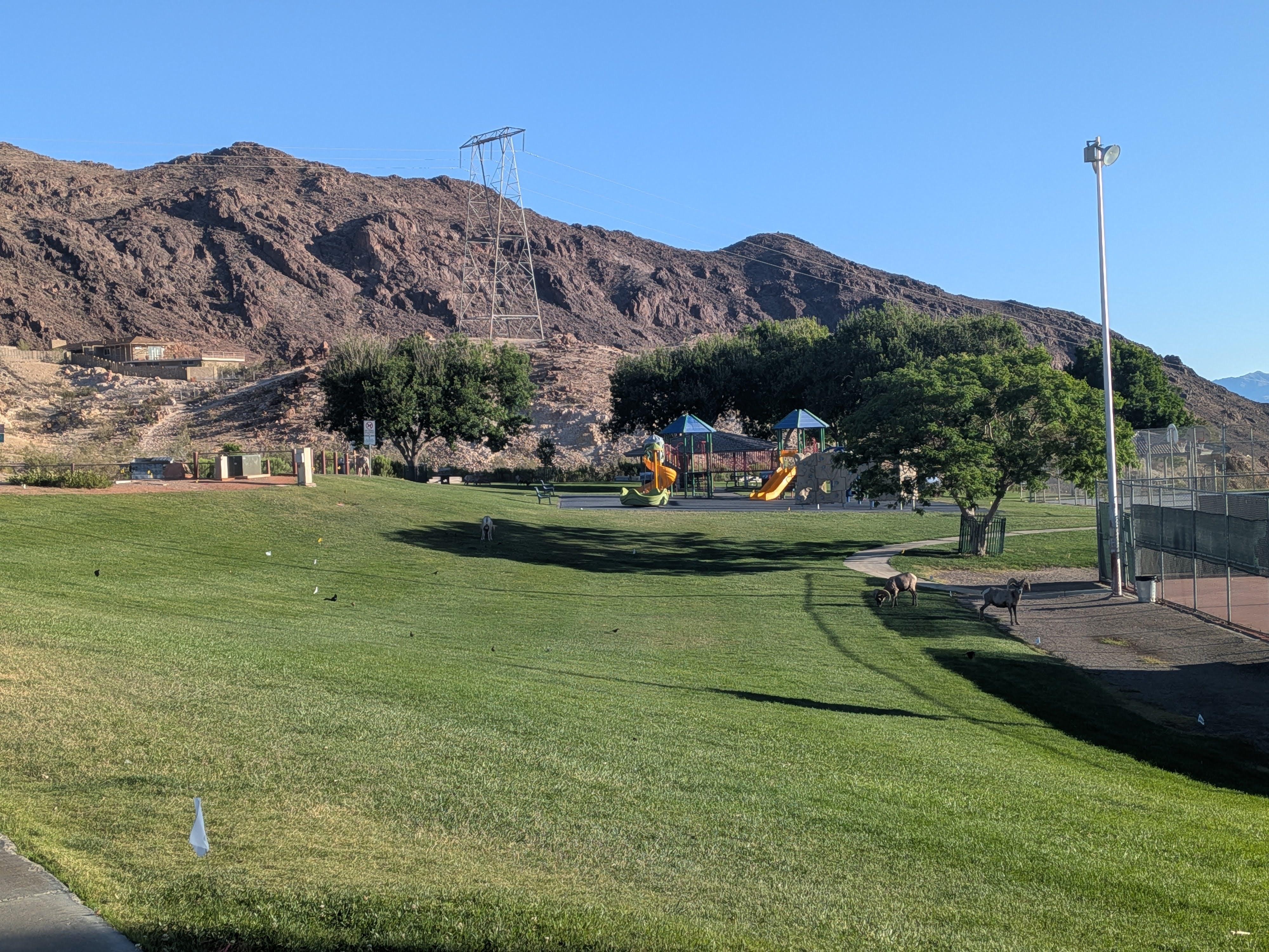 Bighorn sheep in the park!