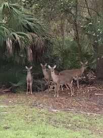 Morning walk visitors on the property