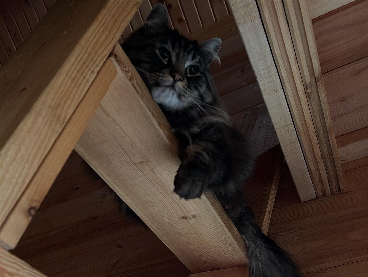 The guardian