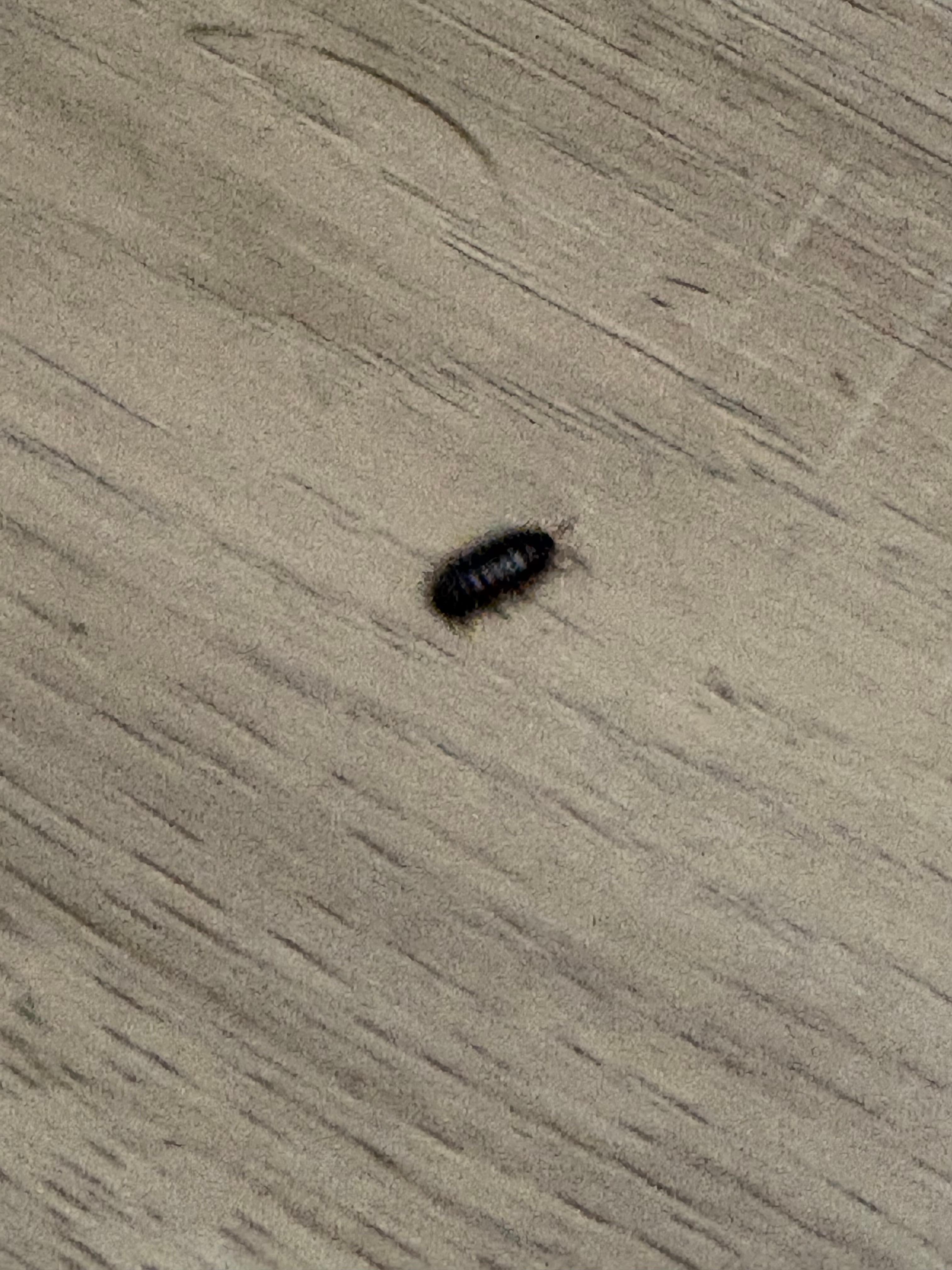 Bugs in the bathroom. I saw several 