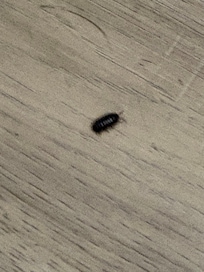 Bugs in the bathroom. I saw several