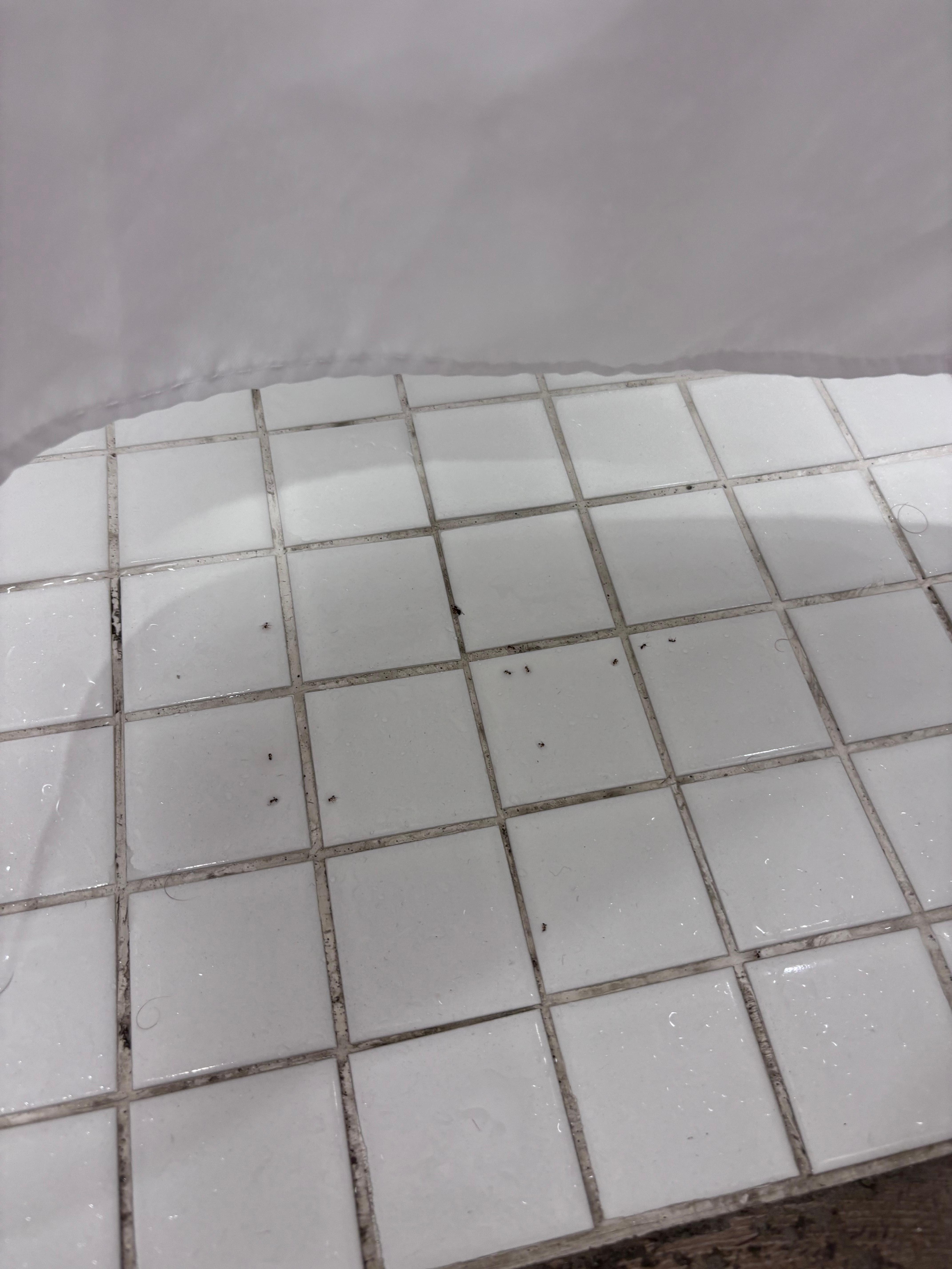 Ants in the shower. 