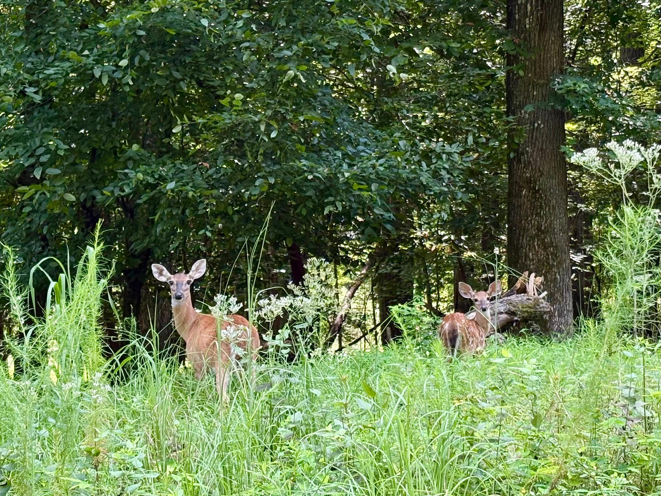 We saw deer practically every day.