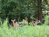 We saw deer practically every day.