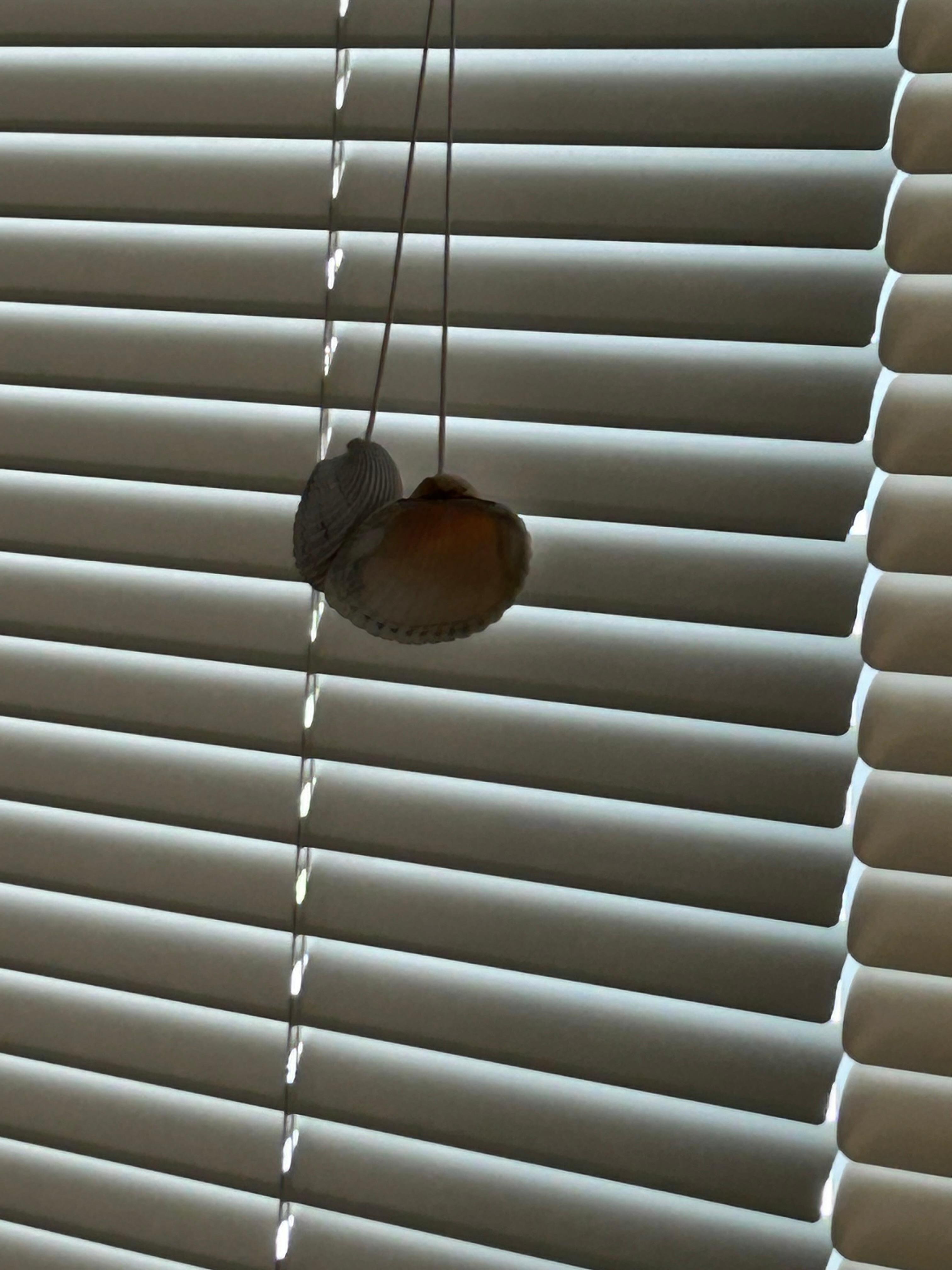 Sea shell blinds🤭