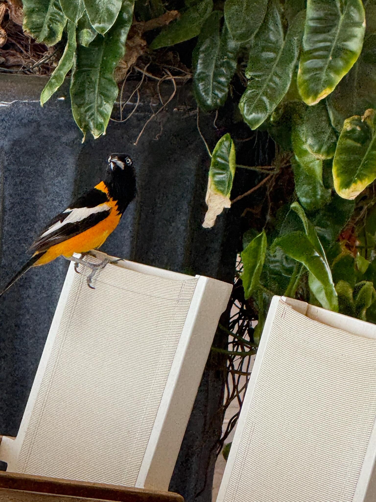 Feathered visitor!