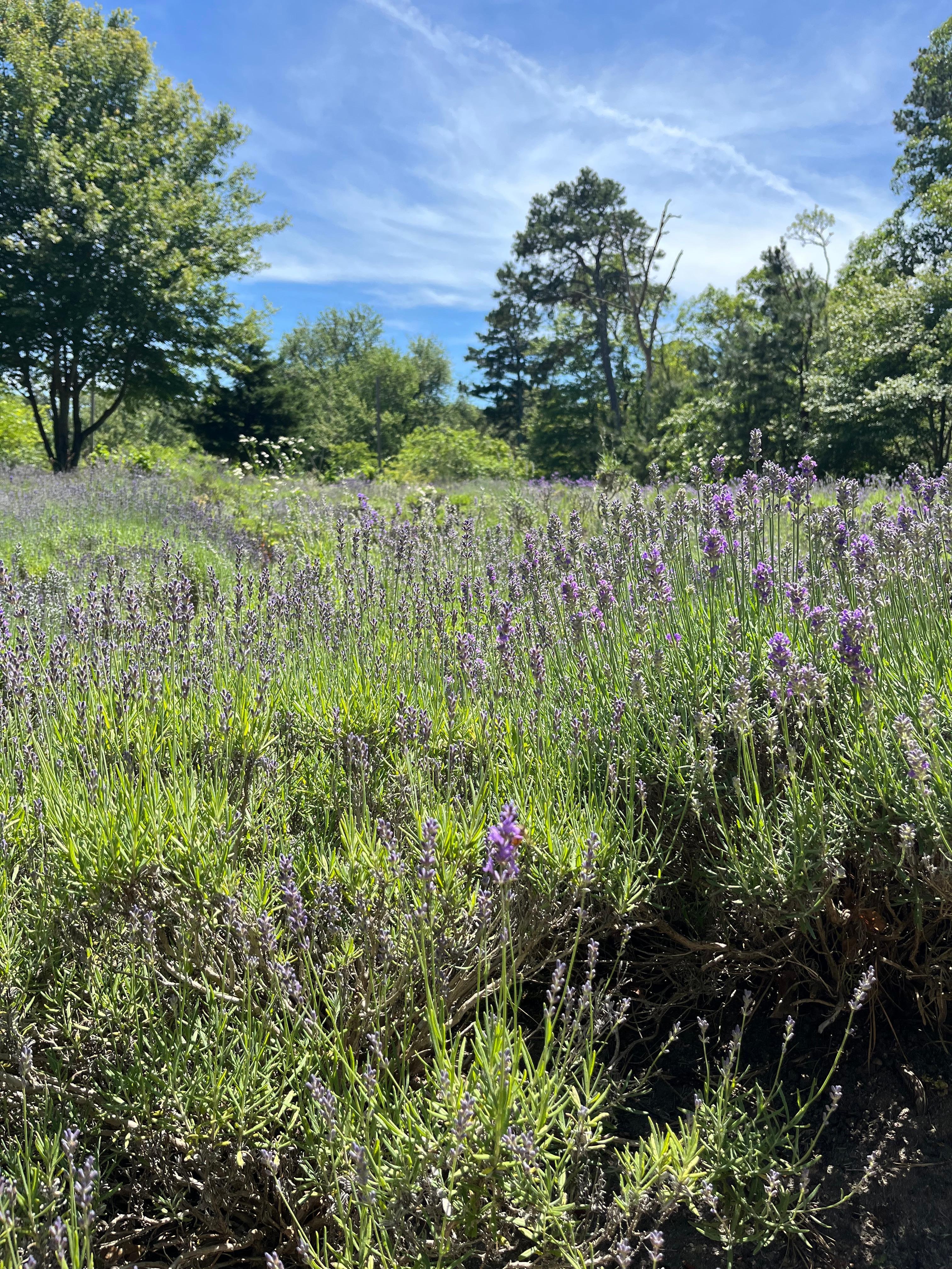 Cape Cod quaint lavender farm in Harwich