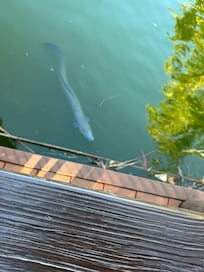 Eel