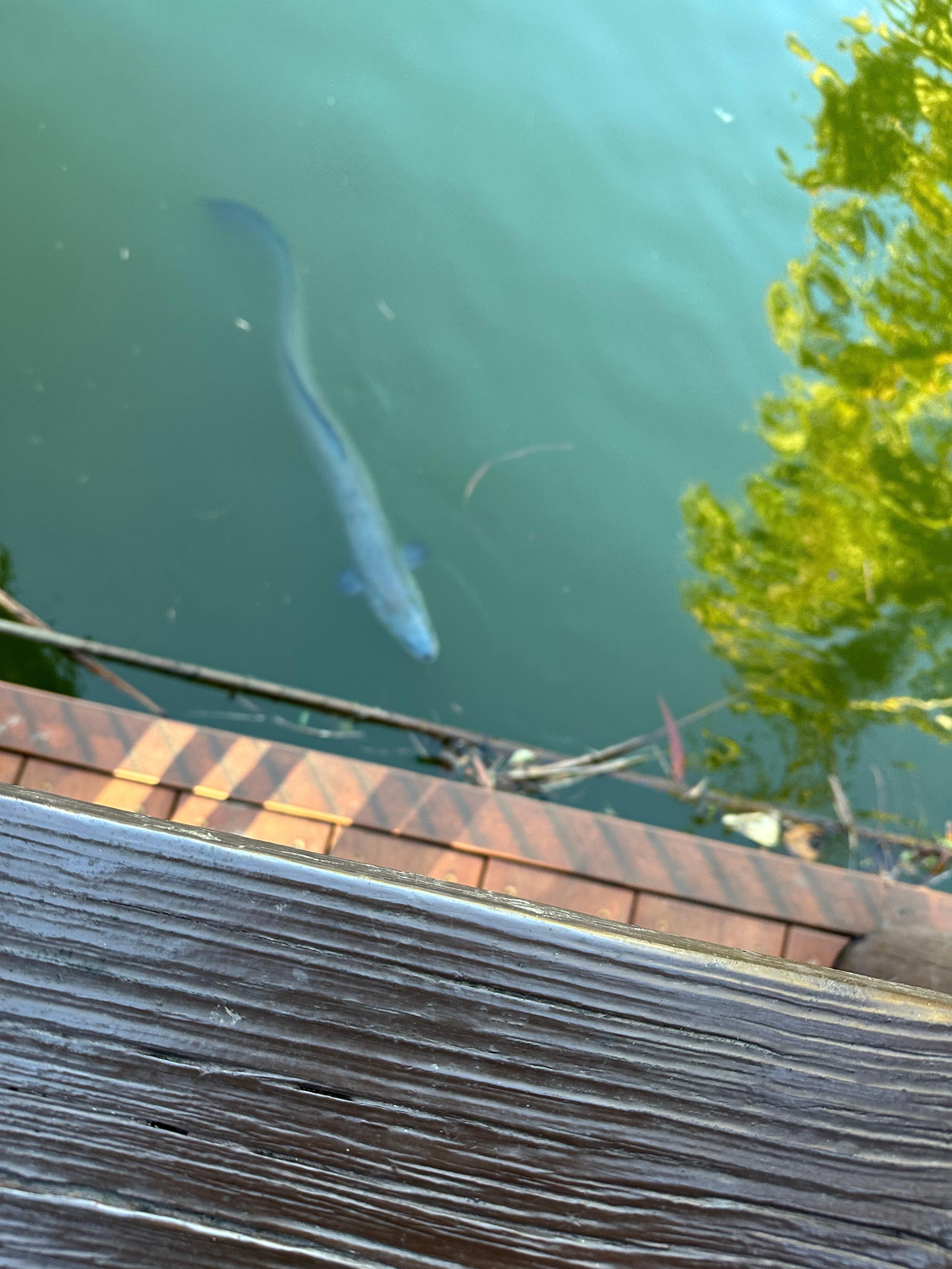 Eel