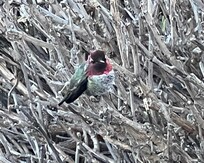 Hummingbird, many here to entertain us!