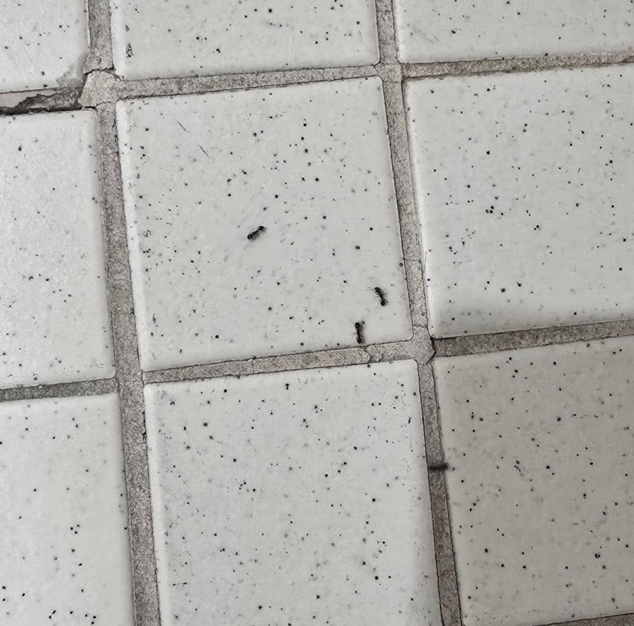 Ants crawling all over
1st room