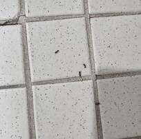 Ants crawling all over
1st room