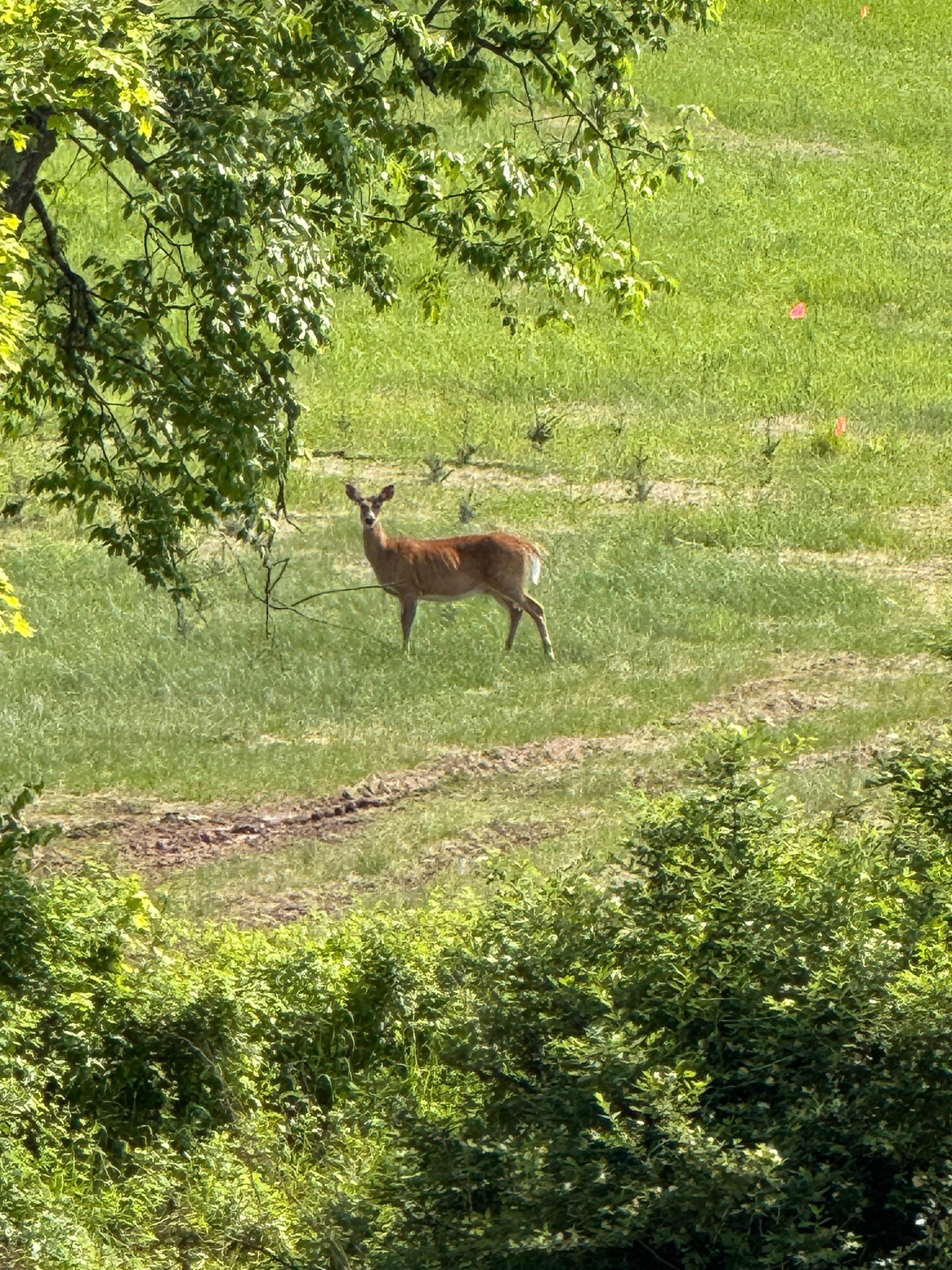 Plenty of wildlife to see in the area 