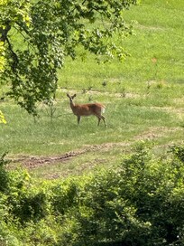 Plenty of wildlife to see in the area
