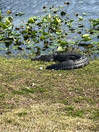 Play it as it lies!😎