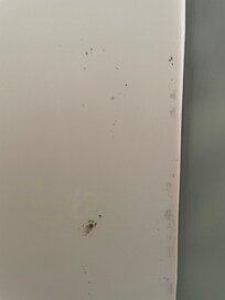 mold