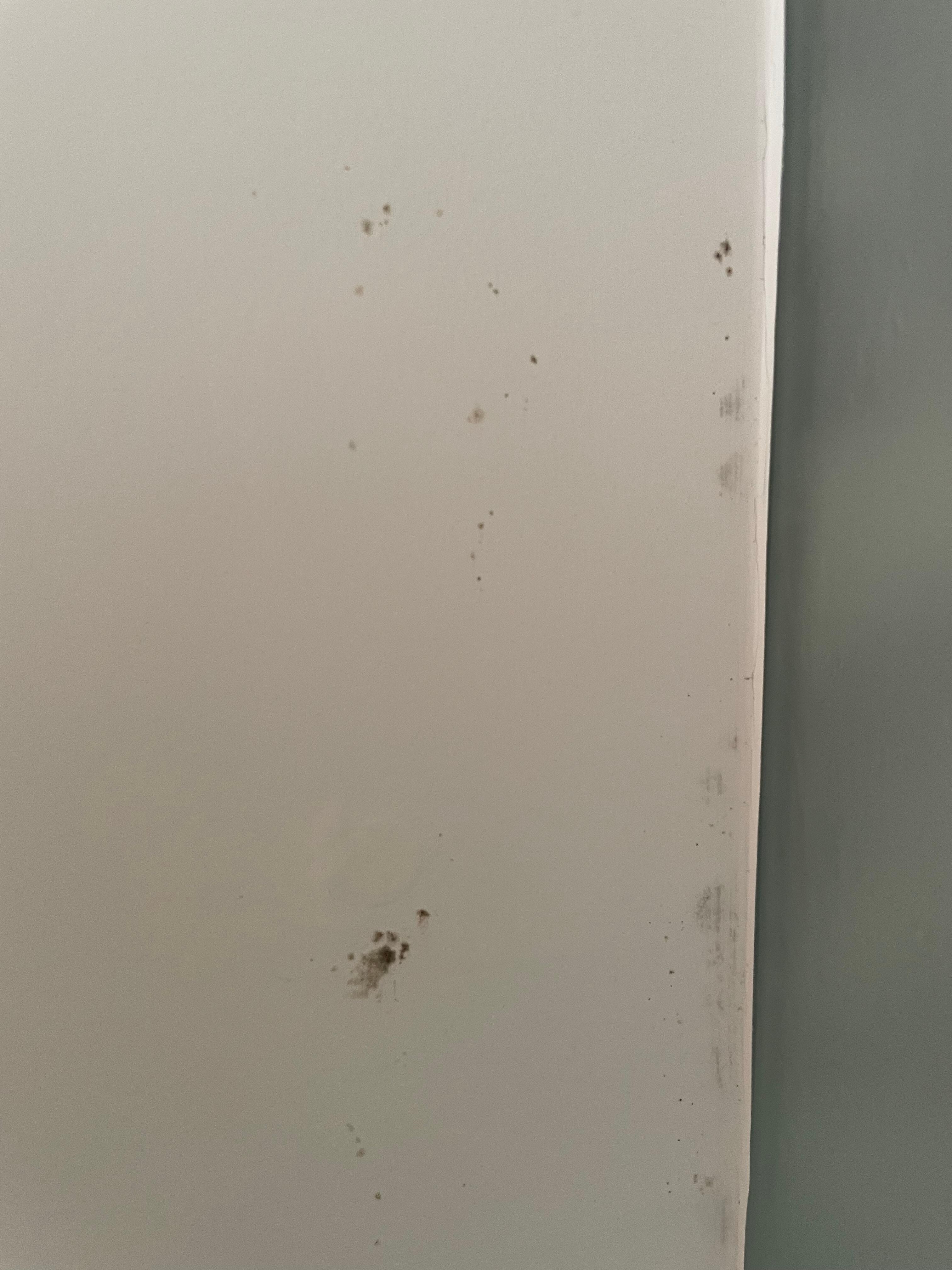 mold