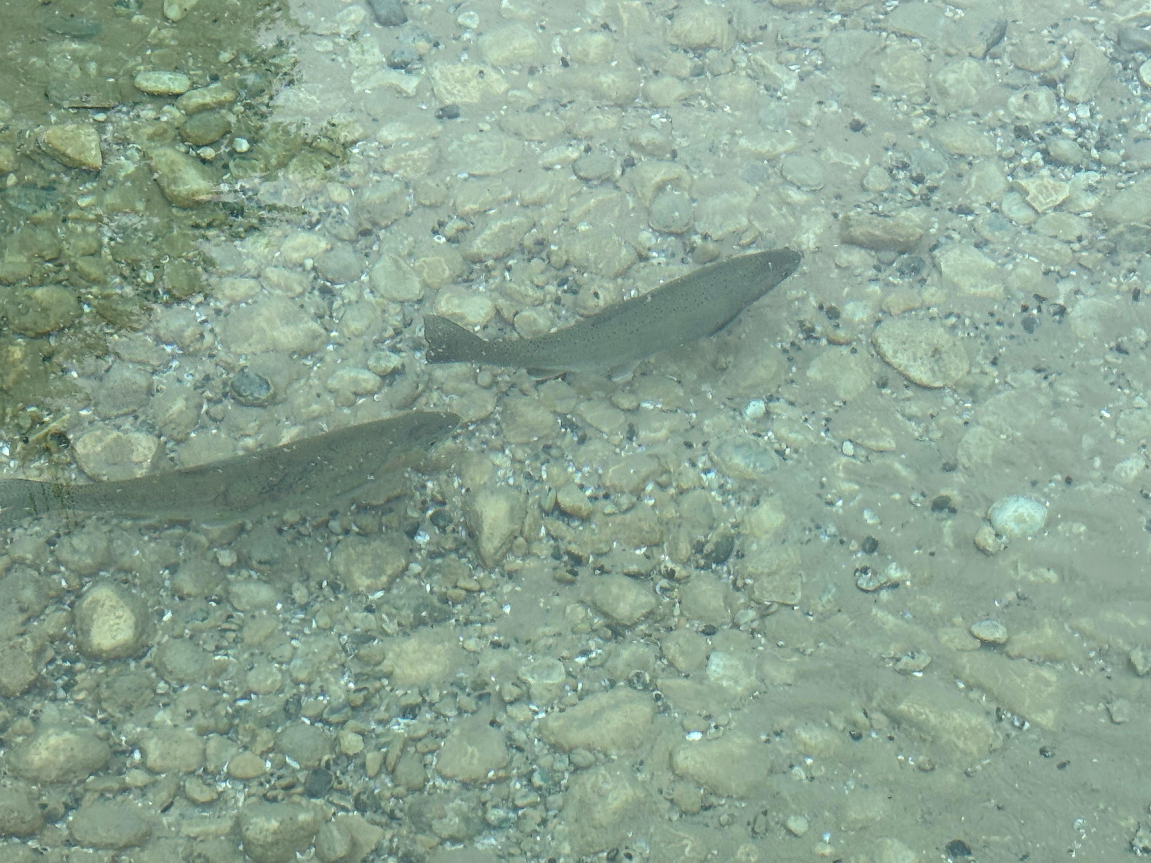 Water is so clear!