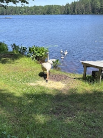 Swan family residents - there is crushed corn to feed them each morning.